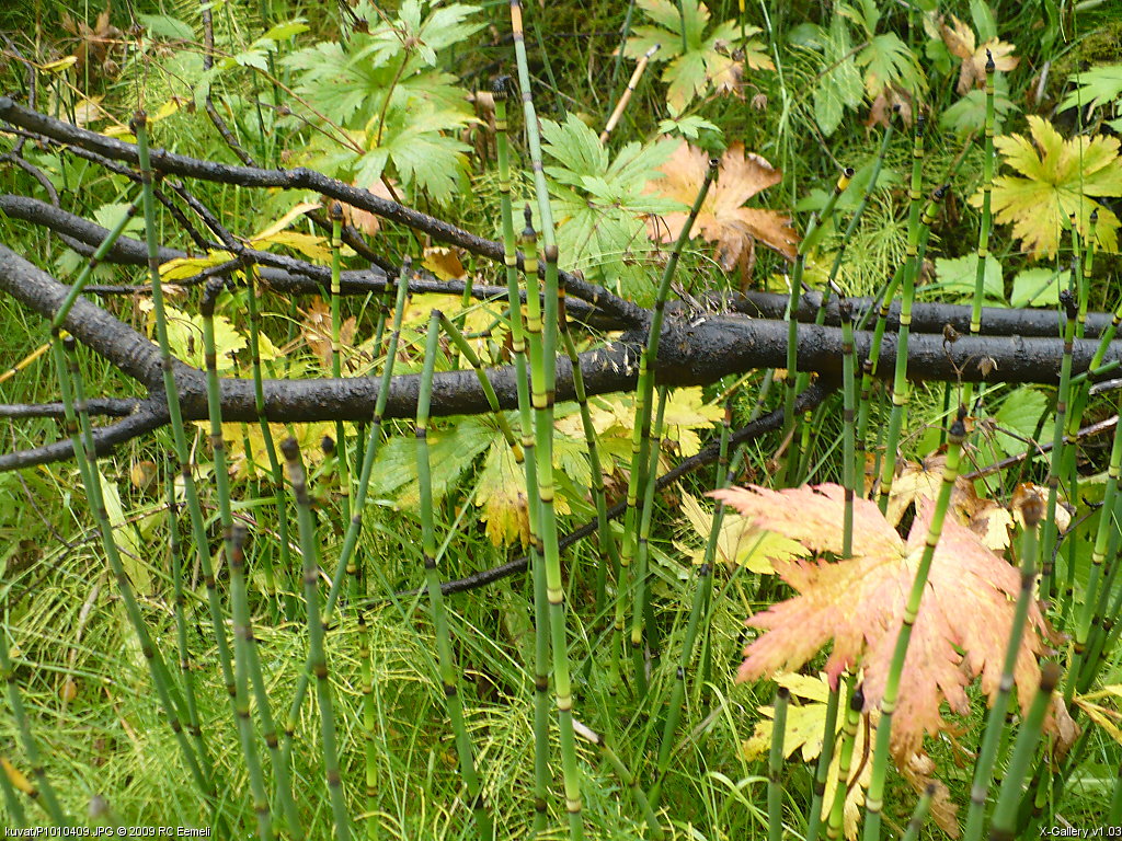 kuvat/P1010409.JPG